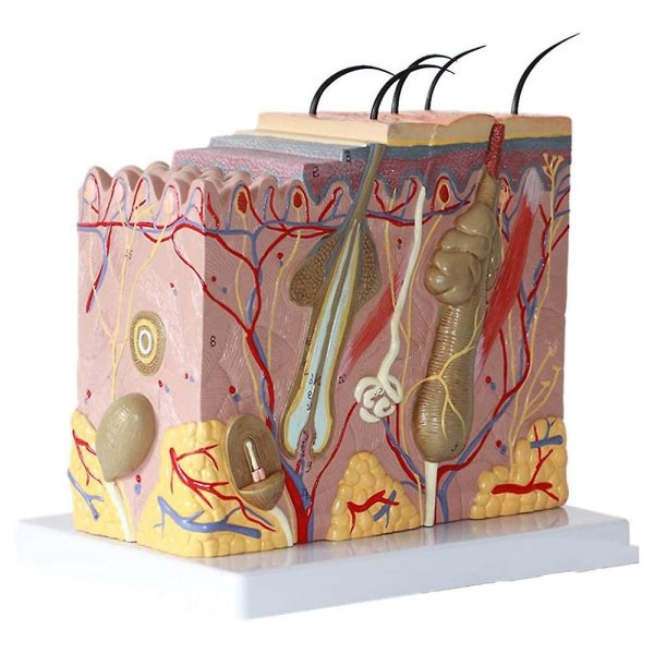 Ihomalli 50x suurennettu anatominen ihomalli Anatomia Kolmiulotteinen ihomalli luokkahuoneeseen St