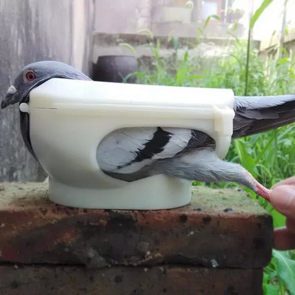 Naievear Praktisk dueholder Faldsikkert plast hul let installation duer med fast ramme foderforsyninger Blue
