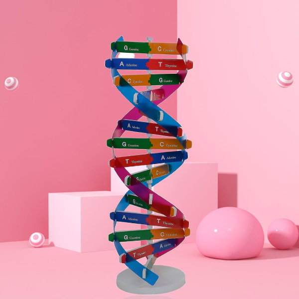 Sinknap DNA-modeller Dubbelhelixstruktur Undervisningsleksak Abs Dubbelspiral DIY Mänskliga gener för biologisk vetenskap