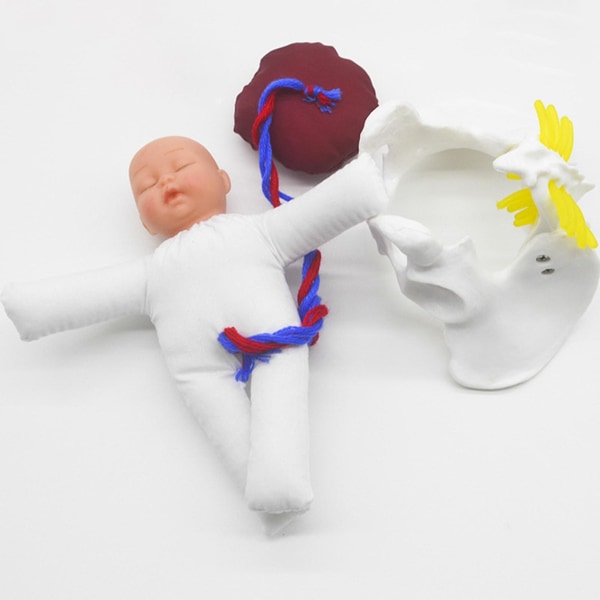 Menneskelig kvinnelig bekkenmodell baby med morkakemodell anatomisk modell