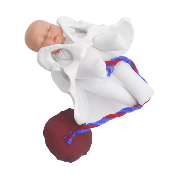 Mänsklig kvinnlig bäcken modell baby med placenta modell anatomisk modell