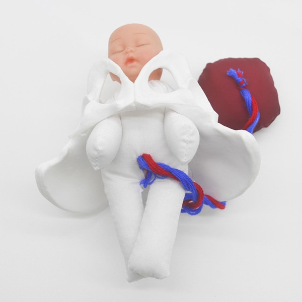 Mänsklig kvinnlig bäcken modell baby med placenta modell anatomisk modell