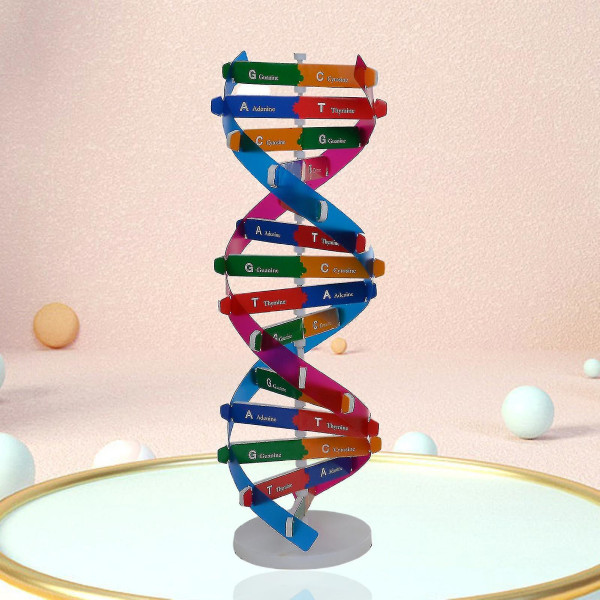 Sinknap DNA-modeller Dubbelhelixstruktur Undervisningsleksak Abs Dubbelspiral DIY Mänskliga gener för biologisk vetenskap