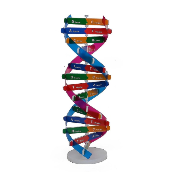 Sinknap DNA-modeller Double Helix Structure Teaching Toy Abs Double Helix DIY Menneskelige gener for biologisk vitenskap