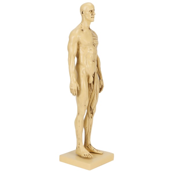 Skyltdocka Harts Mänsklig muskelmodell Skissa Undervisning Ritning Manlig kropp Anatomimodell