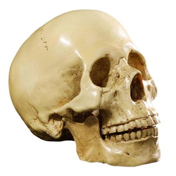 Malli 1: 1 Hartsi Ihmisen Kallo Anatomian Opetus Koriste Keltainen