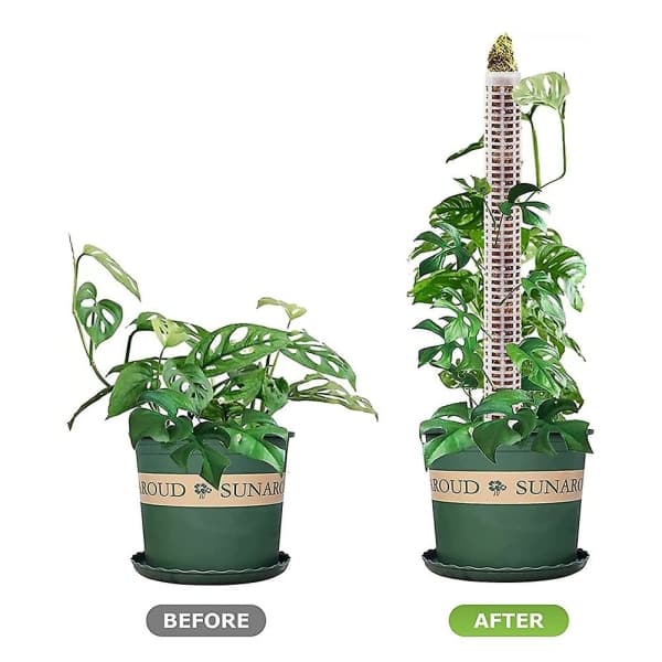 6 st Plast Moss Pole 15 tum Transparent Moss Mesh Pole Liten Moss Pole Stake För Växter Monstera