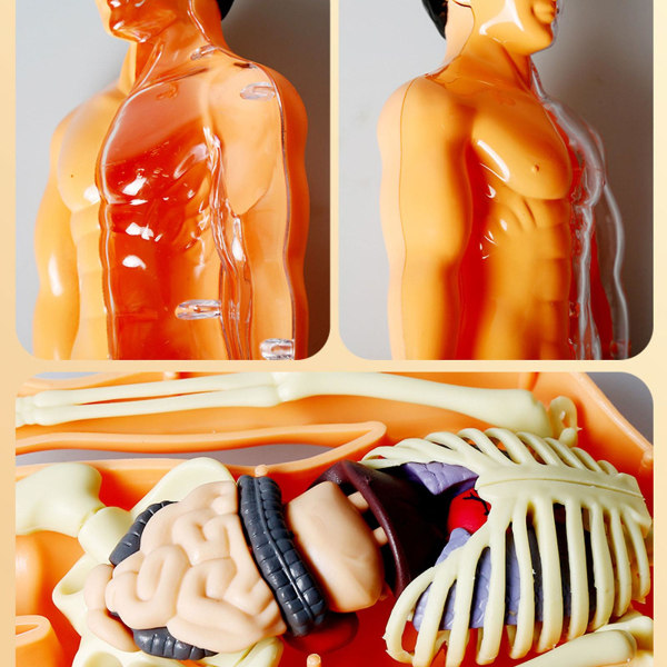 3d Human Body Torso Model For Kid Anatomy Model Skeleton,removable Parts Toy Kit