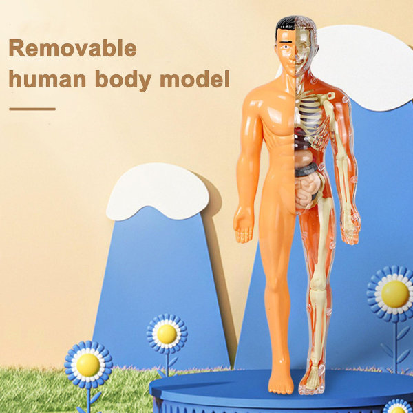 3d menneskekroppskroppsmodell for barn Anatomimodell skjelett, avtakbare deler leketøysett B