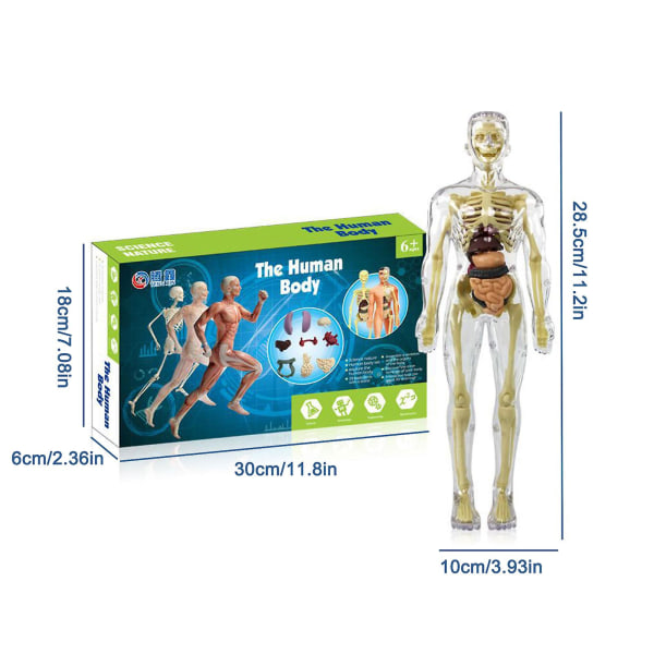 3D menneskekropp torso modell for barn anatomi modell skjelett, avtakbare deler leketøysett A