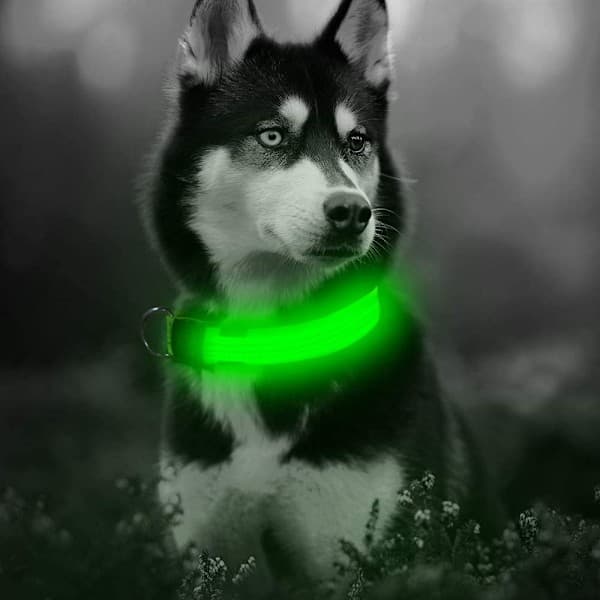 LED hundehalsbånd, genopladeligt, lysende, justerbart, reflekterende