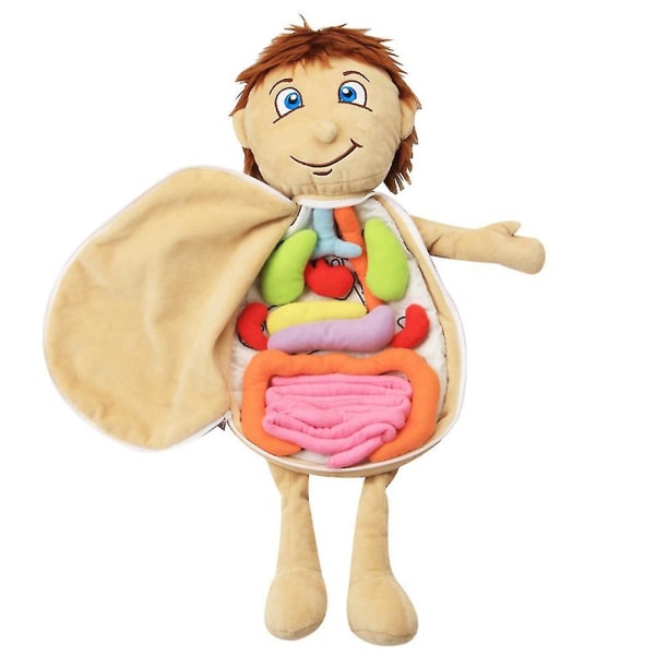 Youngcome Barn monterade plyschkroppsorgan Leksak Människokroppen Anatomi Plyschdocka Vetenskap Lärohjälpmedel Verktyg Educa