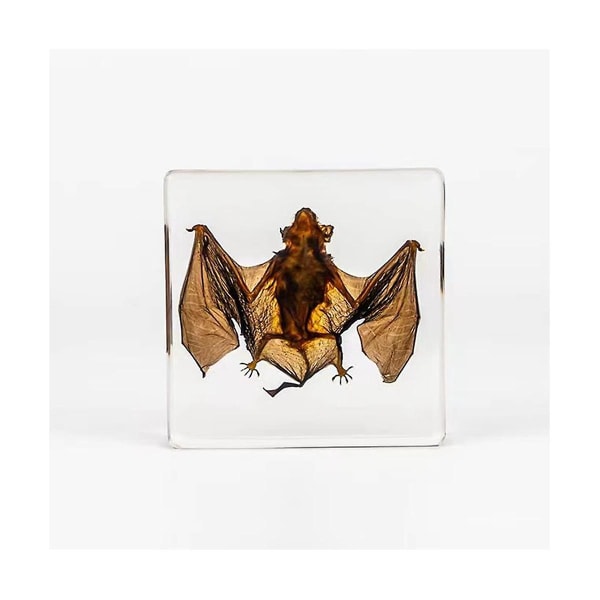 Taxidermy Bat, Bat Specimens Animal Specimen In Resin For Science Classroom Science Education, Great Gift