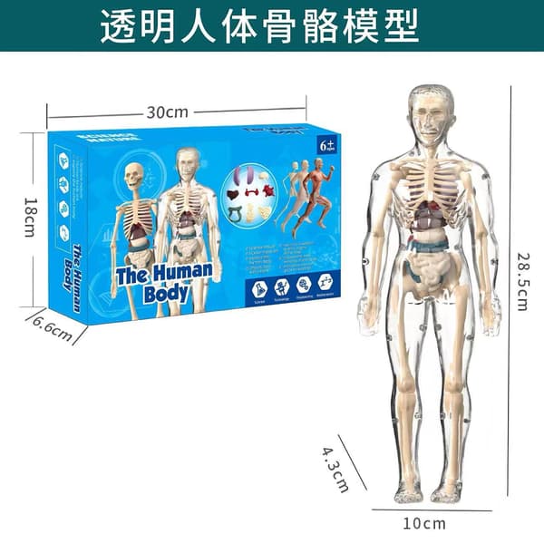 3D ihmiskehon torso malli lapsille anatomia malli luuranko, irrotettavat osat lelusetti A