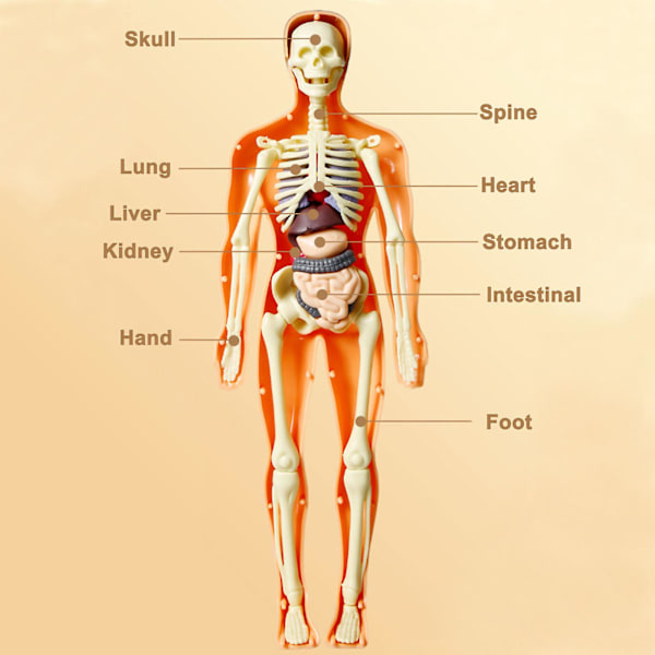 3D ihmiskehon torso malli lapsille anatomia malli luuranko, irrotettavat osat lelusetti B
