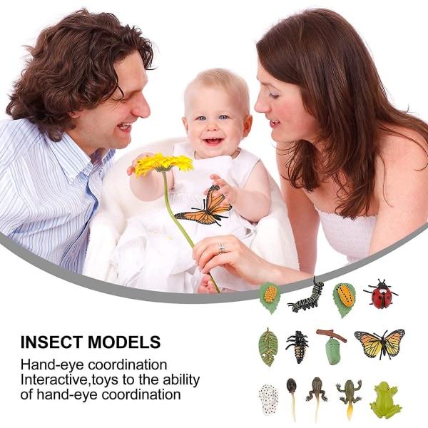 3 sæt plastik livscyklus legetøj - Mariehøne-, frø- og sommerfugledyrkningssæt