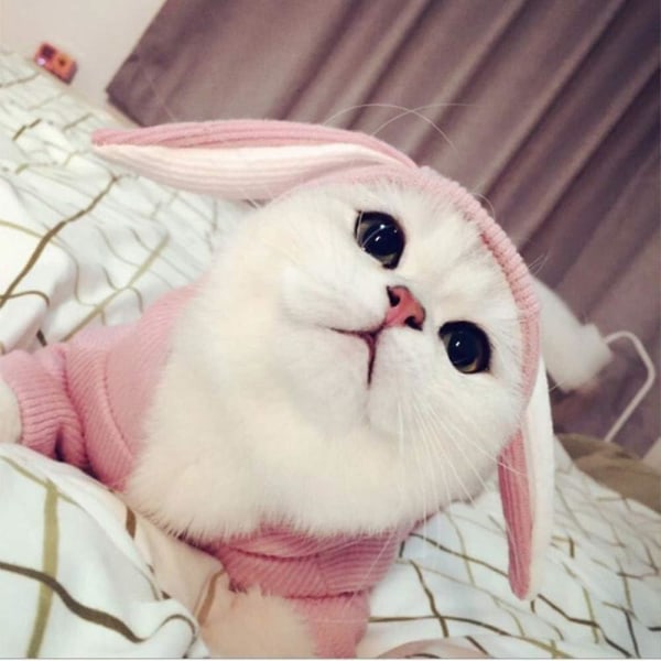 Huvtröja för husdjur Katt Kanin outfit med kaninöron Söt tröja vår och höst valp stickad tröja