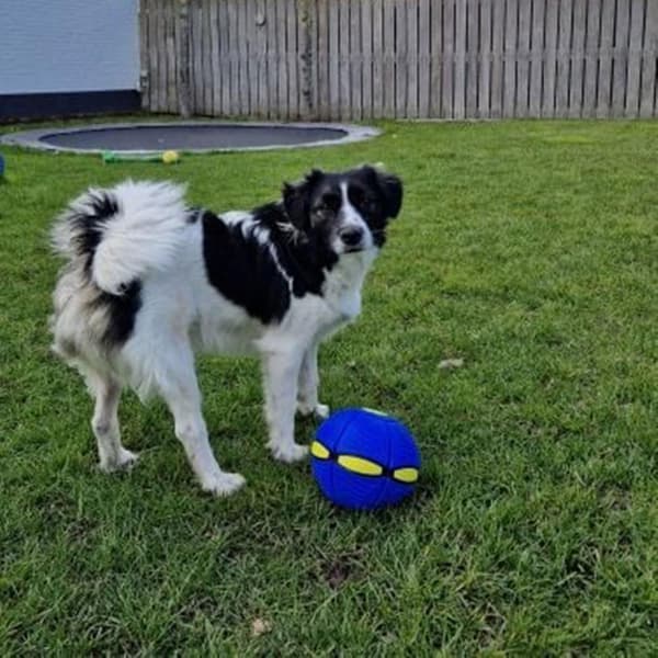 Den magiska hundleksaken UFO-boll Green