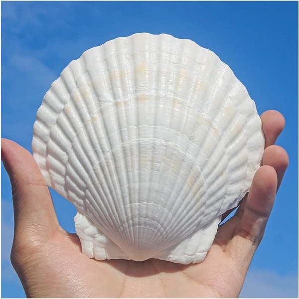 16 STK Hvitt kamskjell 3-4 tommers skjell Store naturlige fra Sea Beach Seashells for Crafting For DIY Fish Tank Vase Filler