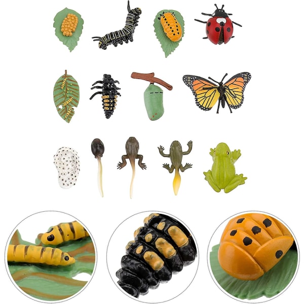3 sæt plastik livscyklus legetøj - Mariehøne-, frø- og sommerfugledyrkningssæt