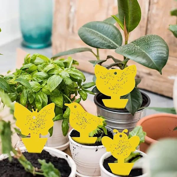 20-pack Flugfångare - Flugfälla - Söt och Effektiv Bi Bi