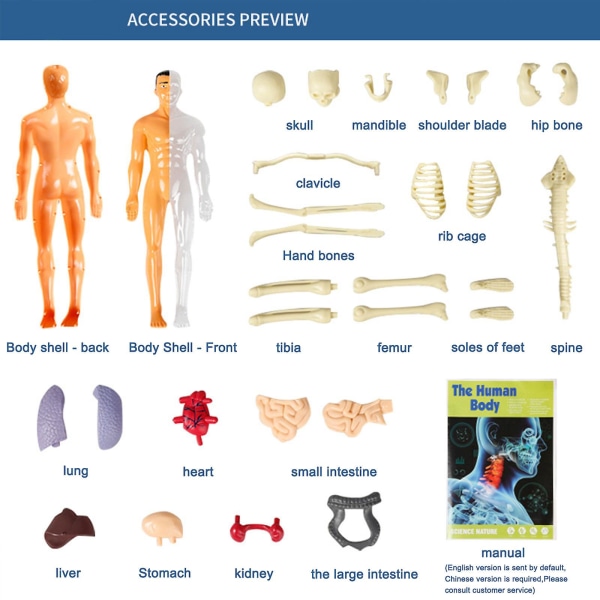 3d menneskekroppskroppsmodell for barn Anatomimodell skjelett, avtakbare deler leketøysett B