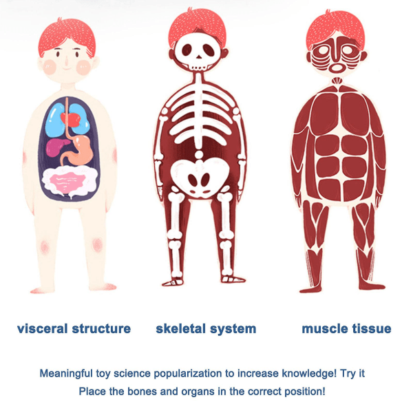 3D ihmiskehon torso malli lapsille anatomia malli luuranko, irrotettavat osat, 50% tarjous