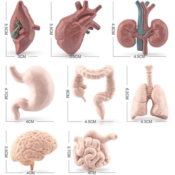 Livaktig organmodell - 8 deler menneskekroppsmodell indre organer anatomileke, vitenskapssett leke