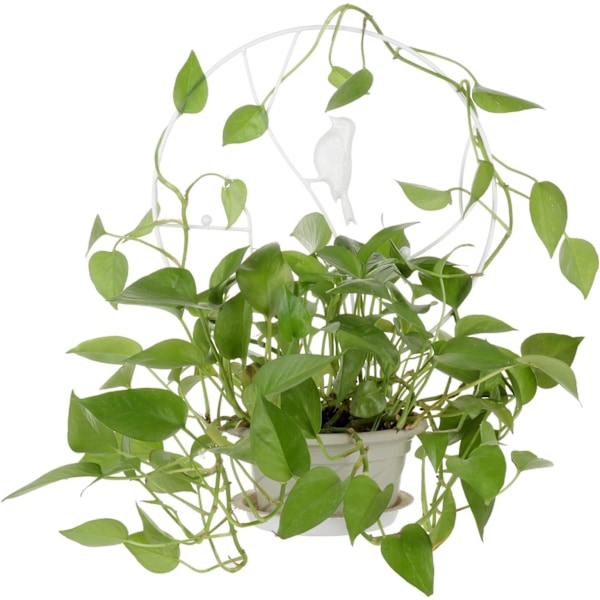 Havegitter til klatreplanter, vintage-indsats med rund rustfri metalfugl til potteplanter