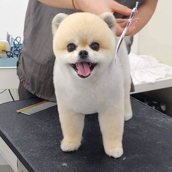 Bedste Shiyi 7 Tommer Buede Hundesaks - Professionel Hundesaks - Plejesaks
