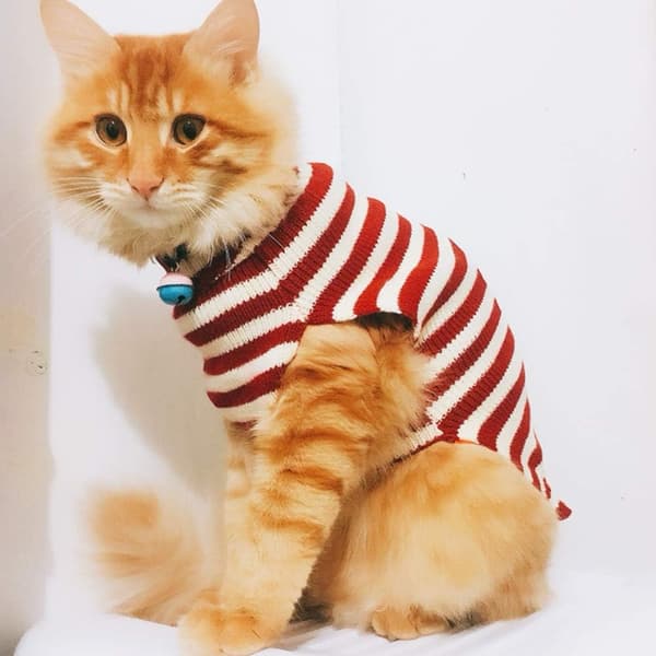 Katttröja Jul Tomte Husdjur Katt Vinter Stickat Varma Kläder