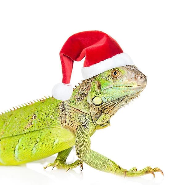 Kylling Kæledyr Jule Sæt Julehat Halstørklæde Sæt Kæledyrstilbehør