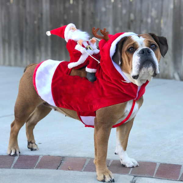 Julhunddräkt Jultomten rider husdjur rollspel Medium och stor hunddräkt (justerbar XXL byst 76-90 cm)