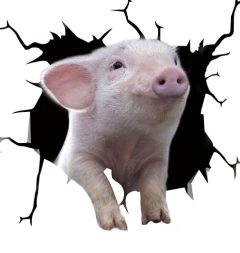 Funny Pig Crackle Car Sticker Trast Window Static Sticker (12inx12in - Style A)