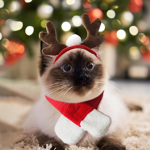 Tomtehatt med halsduk för katt - Julkostymset valp hund katt Sa