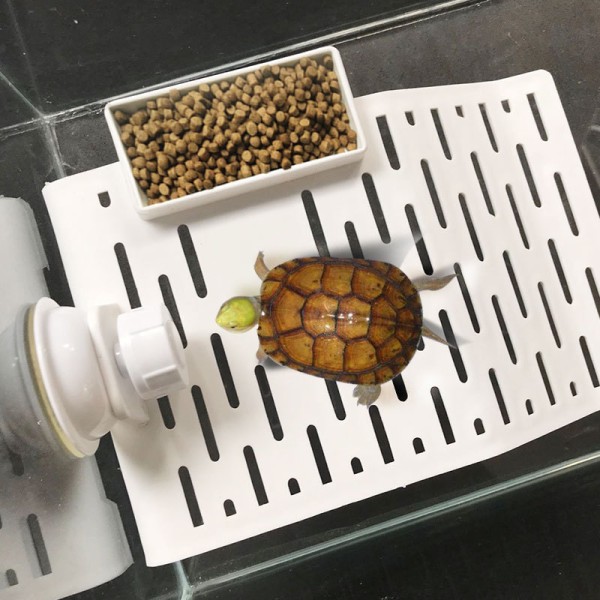 Turtle Basking Platform Akvatiske Skilpadder Plast Rampe Øy Klatrestige