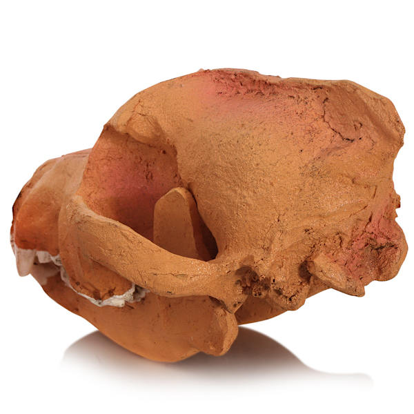 Medical Skull Home Art Ornament Resin Crafts 1:1 High Simulation Wolf Skull Model Resin Skull (1 förpackning)
