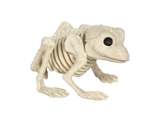 Groda skelett Halloween dekoration