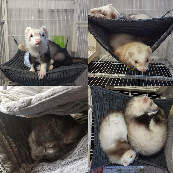 Liten Djurhängmatta, Illerbädd, Hängmatta och Tunnelbur för Råtta, Hamster, Ekorre, Sockerglidare, Marsvin Tillbehör, Iller Hängande Tunnelbur