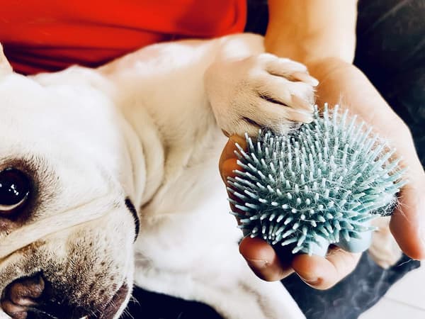 Hundebadebørste Kæledyrsshampoobørste til beroligende masserende vask
