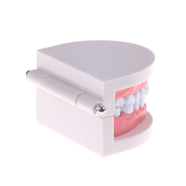 Medicin Dental Tand Modell Tidig barndom Undervisning Tandläge