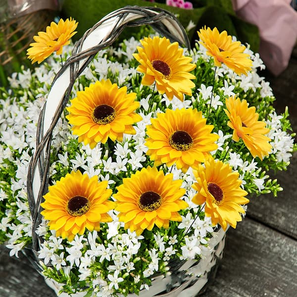 5:a gäng solrosflerkammarstakar Blomkrukor Dekor