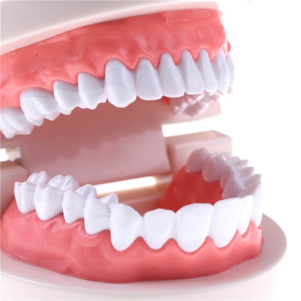 Medicin Dental Tand Modell Tidig barndom Undervisning Tandläge