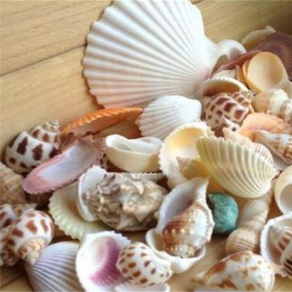 100g Beach Mixed SeaShell Mix Sea Shells Shell Craft SeaShell