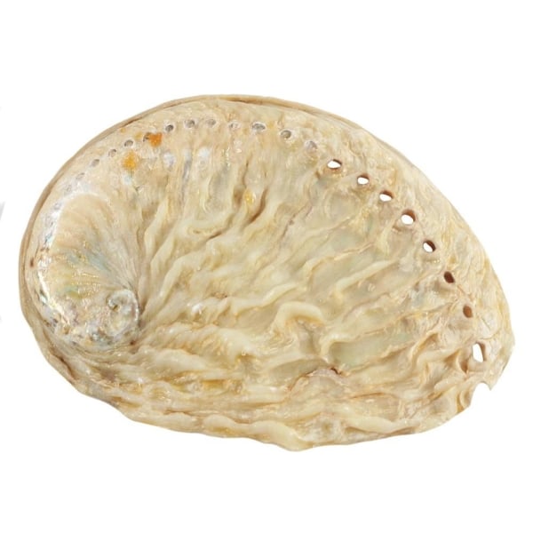 8,5 cm Abalone / Sea Ears skal