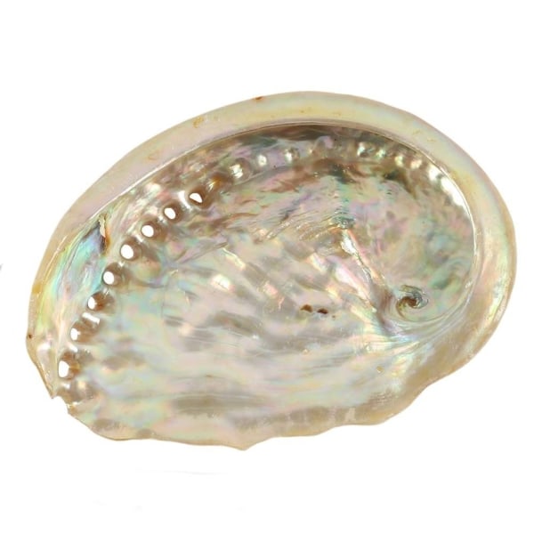 8,5 cm Abalone / Sea Ears -kuori