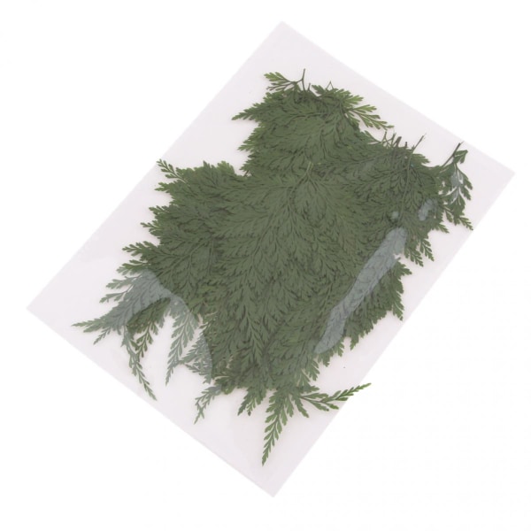 500 st naturliga torkade löv Fern DIY Blommig konstdekorsamling