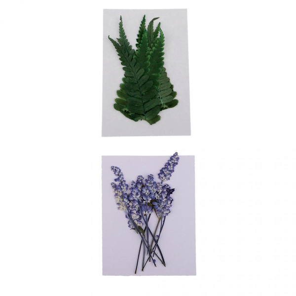20x Naturligt Pressade Torkade Blommor Torkade Blad Salvia Ormbunkar för Blomsterarrangemang, Bröllops Hemdekoration