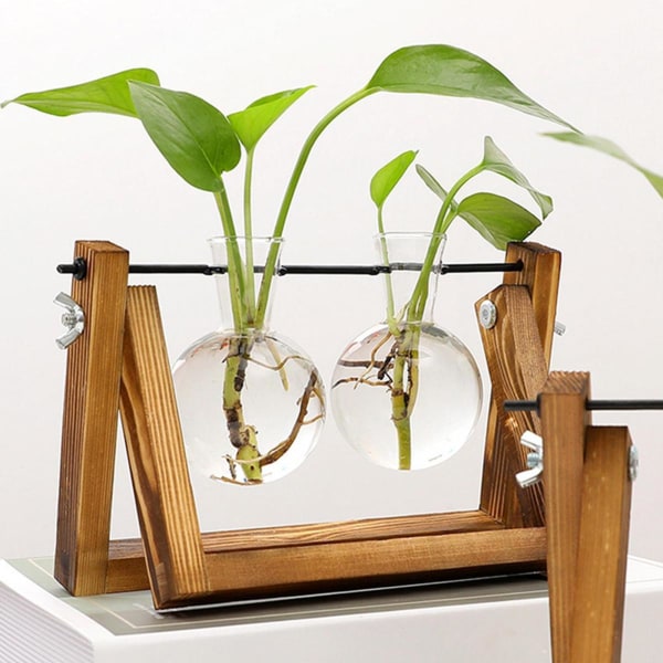 Glas växt terrarium vas luftväxt hållare