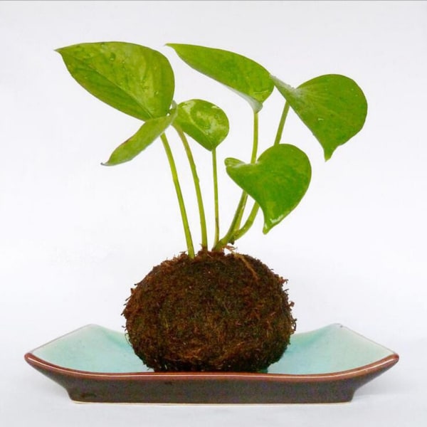 Kreativ Mossboll Blomkruka Planteringskärl Bonsai Växthållare Hem Trädgård 9cm